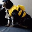 :catbeefall:
